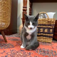 Photo of Jinx
