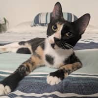 Photo of Dotti
