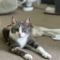 Photo of Lola   2 Year Old Manx X Dsh Dilute Calico