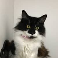 Photo of Marshmellow