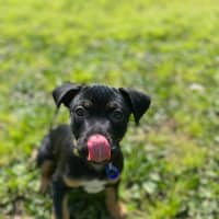 Photo of Onyx   12 Week Old Staffy X