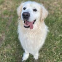 Photo of Cooper