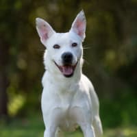 Photo of Casper