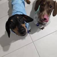 Photo of Scooby   4 Year Old Miniature Dachshund