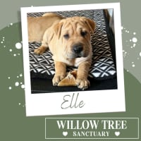 Photo of Elle