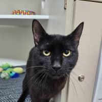Photo of Sabre
