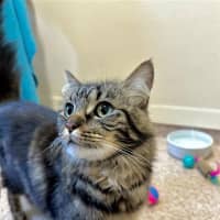 Photo of Whiskers