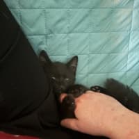 Photo of Gotham **2nd Chance Cat Rescue**