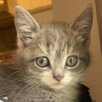 Photo of C1612 Pip