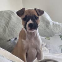 Photo of Jasper   10 Week Old Staffy X (Trial)