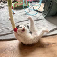 Photo of Bobby (Was Oreo)