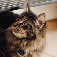 Photo of Scout
