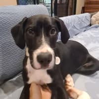 Photo of Zelda 