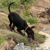 Photo of Ranger