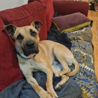 Photo of Maverick