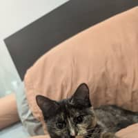 Photo of Pepper