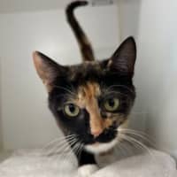 Photo of Peppermint