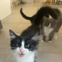 Photo of Jagga Meet Me@Petstock Keysborough Store