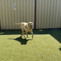 Photo of Archie