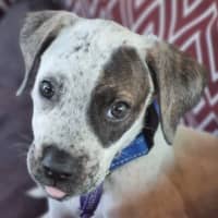 Photo of Jax