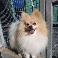 Photo of Fern