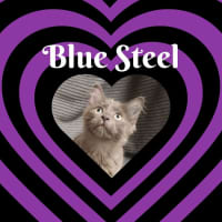 Photo of Blue Steel