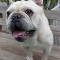 Photo of Biscuit