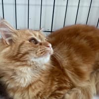 Photo of Marigold