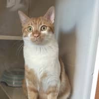 Photo of Alfie
