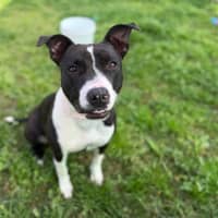Photo of Molly Imp 1754