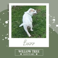 Photo of Buzz