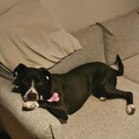 Photo of Rocky