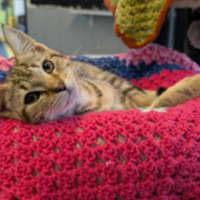 Photo of Sey Yip Yip