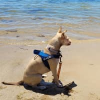 Photo of Mack   2 Year Old Chihuahua X Staffy