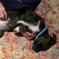 Photo of Georgie Girl