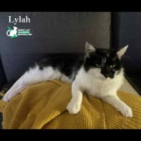 Photo of Lylah