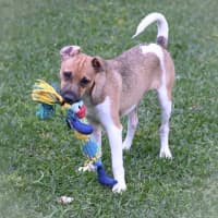 Photo of Cookie