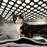 Photo of Primrose
