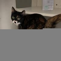 Photo of Dot