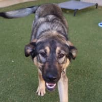 Photo of Delilah 