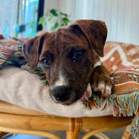 Photo of Cici