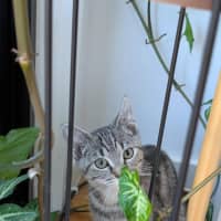 Photo of Skylar   Located In Pascoe Vale 