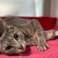 Photo of Penny