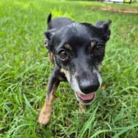 Photo of Rusty Dusty