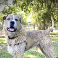 Photo of Tucker