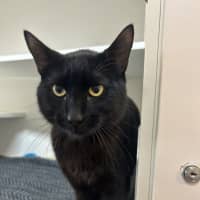 Photo of Sabre