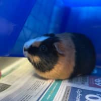 Photo of Tilly