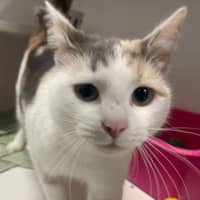 Photo of Mabel