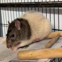 Photo of Rocket