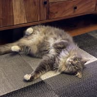 Photo of Bonita   In Foster Care In Brunswick